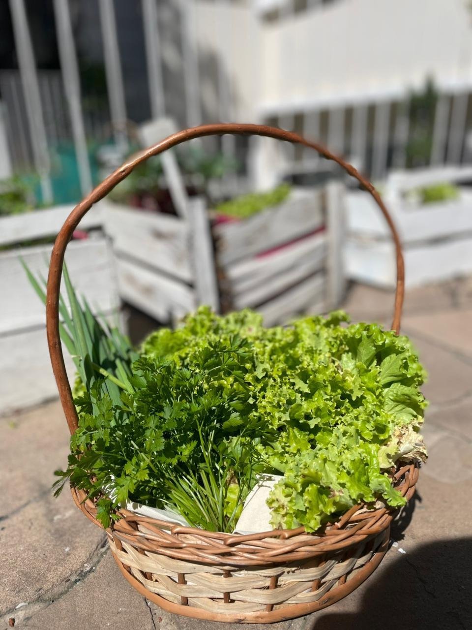 Cesta de temperos e verduras colhidos na horta da Janelinha
