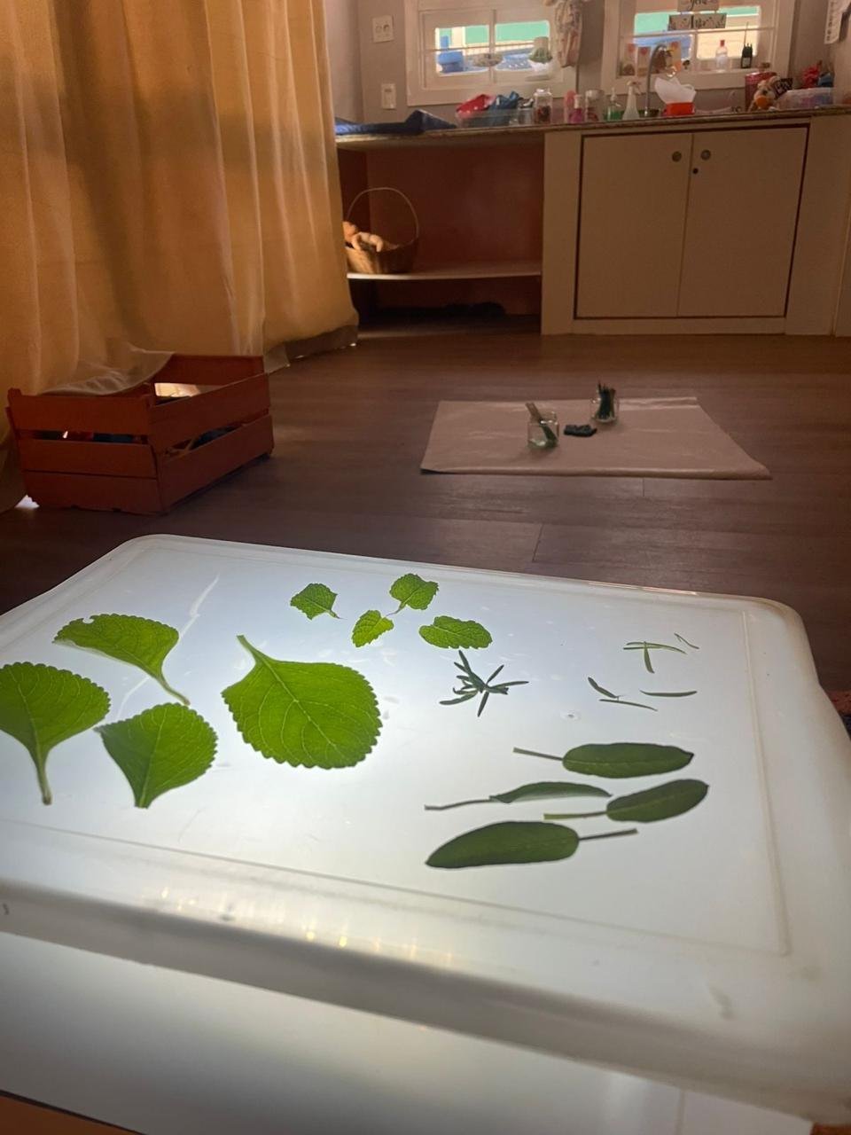 Mesa de luz com folhas e ervas colhidas no pátio, atividade sensorial da Janelinha